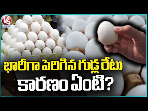 Huge Price Hike For Eggs What Is The Reason Explained | V6 News - V6NEWSTELUGU