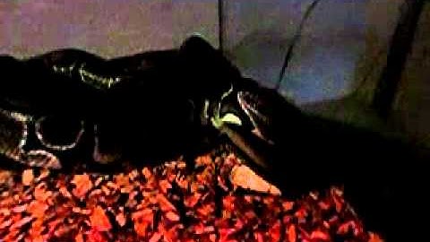Python vs  Rat slow motion 2
