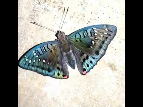 Butterfly تتلی