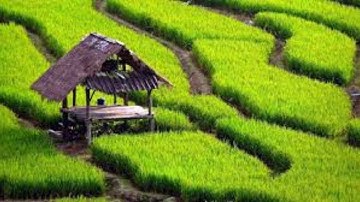 LAGU POP SUNDA PALING ENAK DI DENGAR SAMBIL NGOPI SANTAI-LIVE RECORD