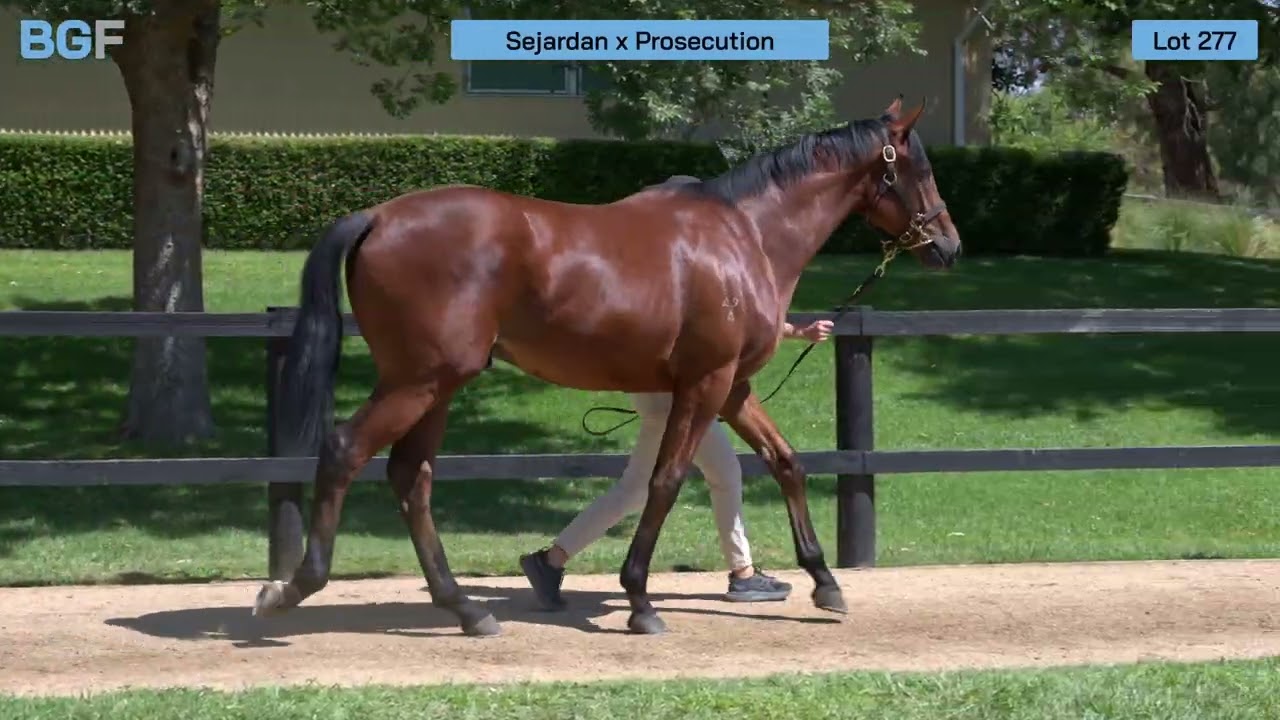 Lot 277 - Sejardan x Prosecution colt - 2026 Inglis Premier Yearling Sale 