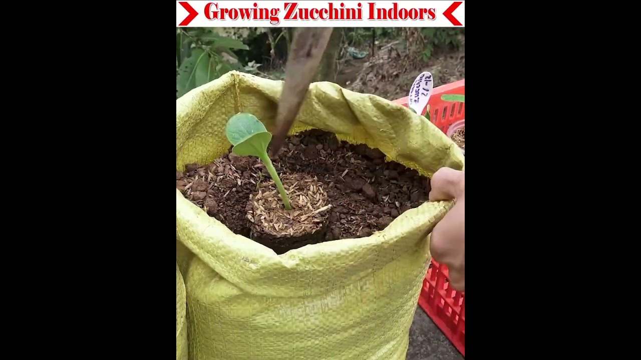 Grow zucchini indoors very easily. It is not that difficult. 