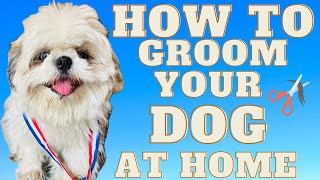 Easiest Way To Groom Your Dog At Home || Shihtzu Grooming Tutorial  || 2024