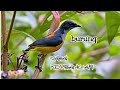 Masteran Gacor Utk Pikat Burung Cabe Suara Pancingan Kicau Kicauan Burung Mp3 - Mp4 Download