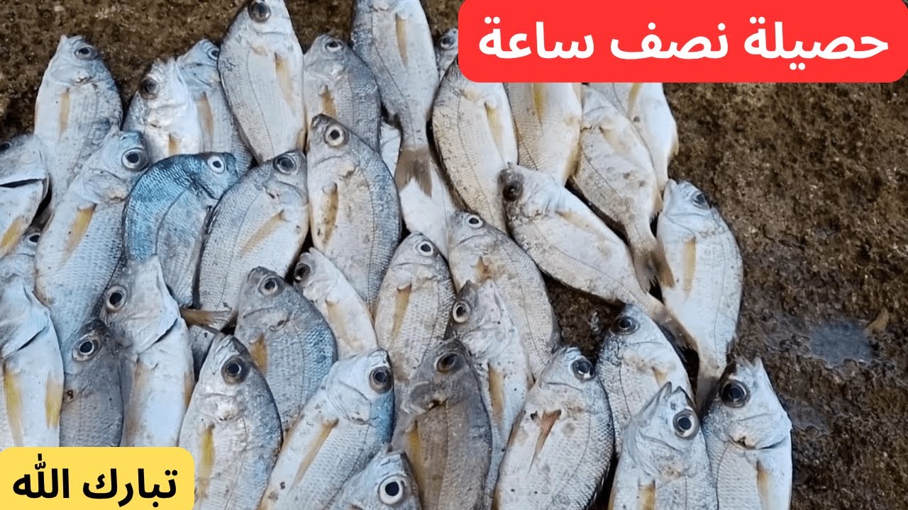 حصيلة نصف ساعة من الصيد شمال اكادير تبارك الله