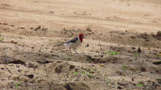 Cardeal-do-nordeste ou galo-de-campina (Paroaria dominicana)
