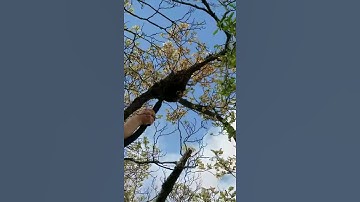 Using my Bee Vac I built last year.