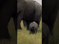 Elephants  shorts wildlife elephant kenya africa safari animals masaimara elephantlove