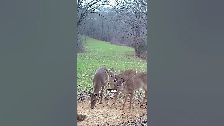 CWD is expanding learn how to stop it