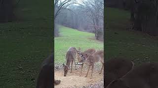 CWD is expanding learn how to stop it