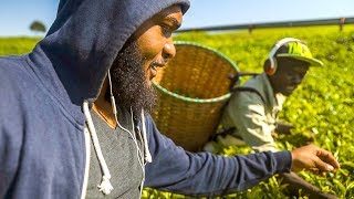 How TEA is Made in Kenya