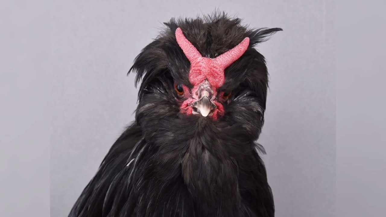 Ne choisissez jamais ces races de poules. Les 14 pires races pour la production d'œufs.