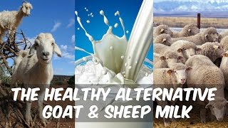 Healthy Dairy | Goat Cheese vs. Cow Cheese? - Thomas DeLauer