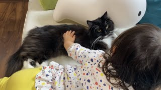 留守番を終えると帰ってきた娘と先住猫の側にいる猫 ラガマフィンThe cat, who was waiting at home alone, then spent time with someone.