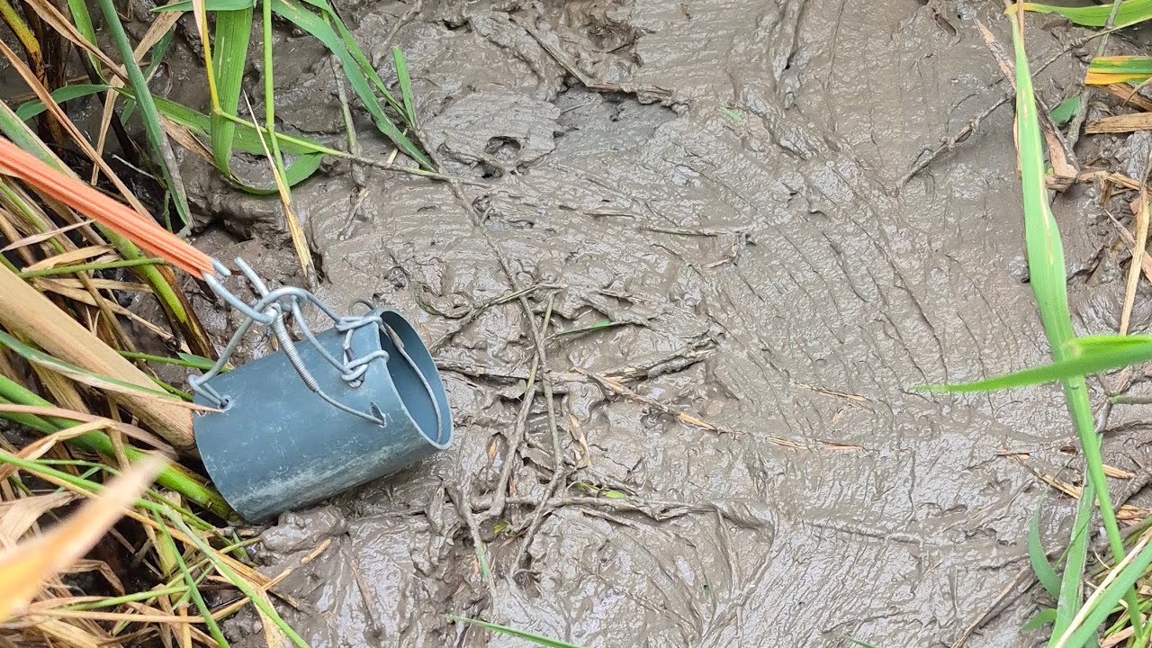 ยามกับดักหนู ไม่หายหมดทุ่งก็ดีแค่ไหนแล้ว