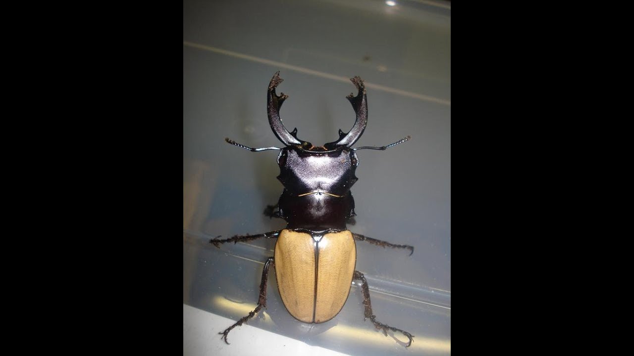 Odontolabis mouhotii elegans - Stag Beetle / Hirschkäfer - YouTube