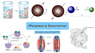 Физика в биологии | Онлайн школа ПроСТО | Биология ЕГЭ 2024