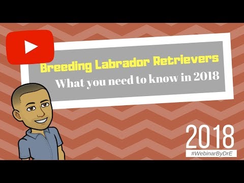 Vidéo: Du vétérinaire: 3 choses que chaque propriétaire de Labrador Retriever devrait surveiller