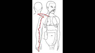 Yangming Large Intestine Meridian of Hand - Flow Route