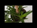 Aloe Veraning parvarishi