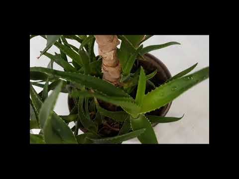 Video: Aloe Veran sukulaiset: Opi erityyppisistä aloekasveista