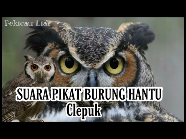 Suara pikat burung hantu terbaik yang banyak di download class=