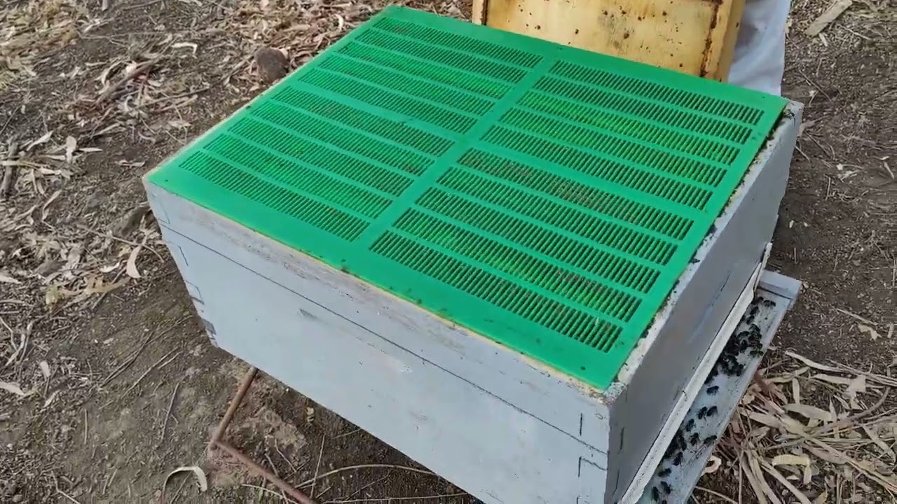 احسن وقت لوضع مصيدة البروبوليس (العكبر)