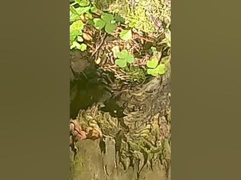 Чёрный голубь мира схвачен за хвост крепкими зубами дракона перед ...