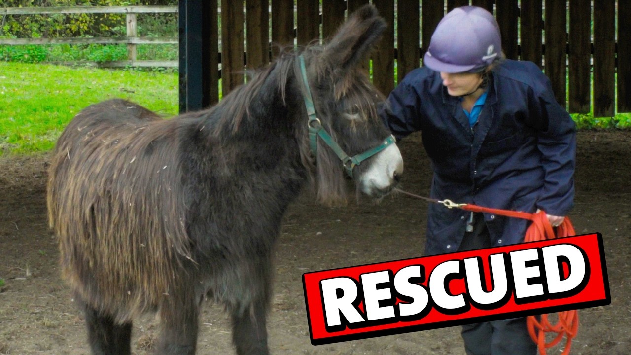 We Saved This Donkey Just in Time for Christmas ❤️🎄