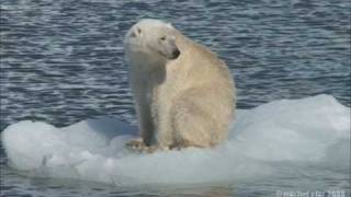L'Ours Polaire : roi du Svalbard