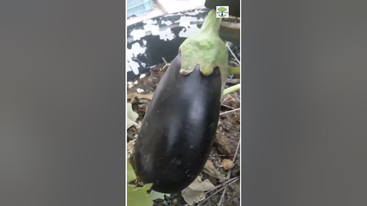 Eggplant harvest Baingan katayi Brinjal Vegetable Aubergine