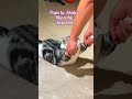 cat skating #funny #cute #cutekitten