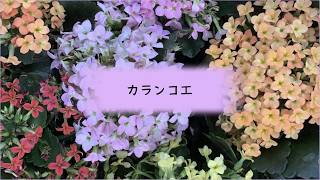 カランコエ/VOCALOID Fukase