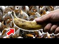 ゴキブリ5000匹にバナナ丸々１本を与えてみた結果…！