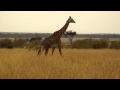 Giraffe on the Mara