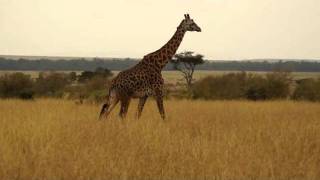 Giraffe on the Mara