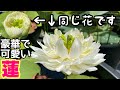 【睡蓮農園】睡蓮、蓮が最高に綺麗！可愛いくて豪華な蓮？メダカ睡蓮ビオトープ　小三色　楚天祥伝