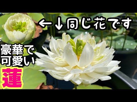 Waterlilies And Lotuses 　蓮・睡蓮　ハス　スイレン Waterlilies And Lotuses 蓮・睡蓮 ハス スイレン Water Lily