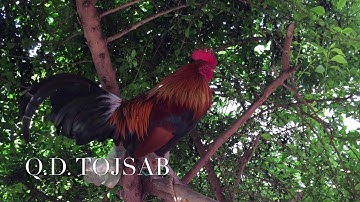 เสียงไก่ป่าที่เพราะมากถึงขั้นสูงสุด(Suab qaib qua zoo tshaj plaws)