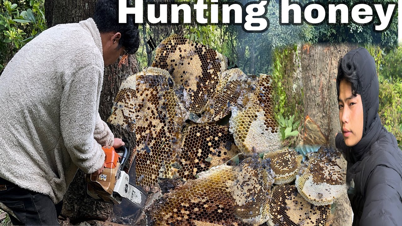 Hunting tree honey bee 🐝 || #honeyhunting #taniamasto #arunachalpradesh ...