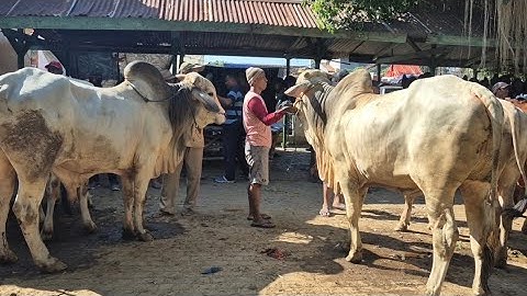 12.500🔥PO SUPER HARGA MURAH PASAR SEPI | Pasar Sapi Tuban