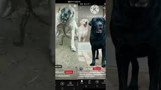 hu Is The Bast Barking Agrtino Vs Labrador 