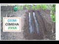 СЕМЕНА ЛУКА, ЧЕРНУШКА  Сеем для выращивания лука севка или лук тыканка