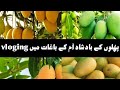 Phalon ka badshah amon k bag main vloging awais sultan vlogs bazmeqalamahmadpursial mathtutor2