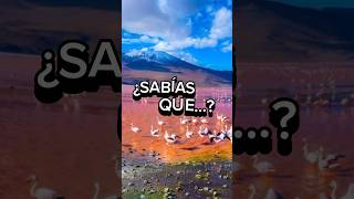 LA LAGUNA COLORADA EN BOLIVIA #bolivia #laguna #naturaleza #hermosa