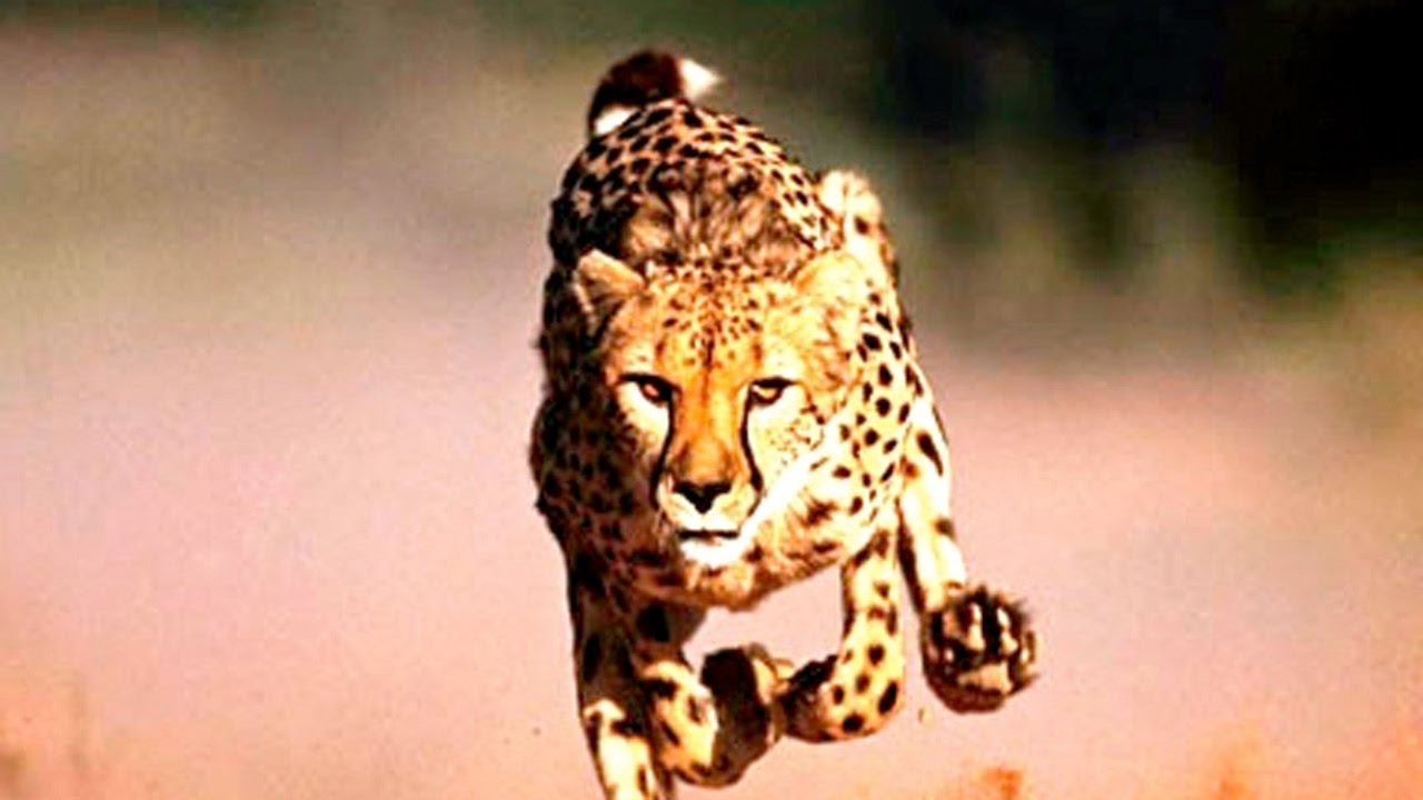 CHEETAH WILD COALITION Animal Documentary National Geographic [Cheetah