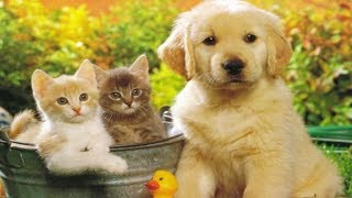 ПАЗЛЫ КОТЫ И СОБАКИ / Котята и Щенки. Пазлы для детей. Puzzles Cats and dogs. Puzzles for kids. ПАЗЛЫ КОТЫ И СОБАКИ / Котята и Щенки. Пазлы для детей. Puzzles Cats and dogs. Puzzles for kids.
