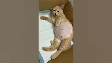 Pregnant Cat 