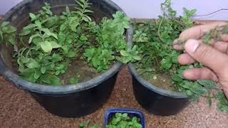 طريقة زراعة النعناع Mentha