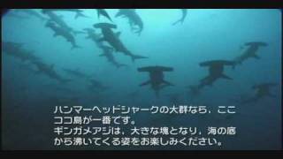 コスタリカ ココ島 エリア情報 Marine Diving Web マリンダイビングウェブ コスタリカ ココ島 エリア情報 Marine Diving Web マリンダイビングウェブ
